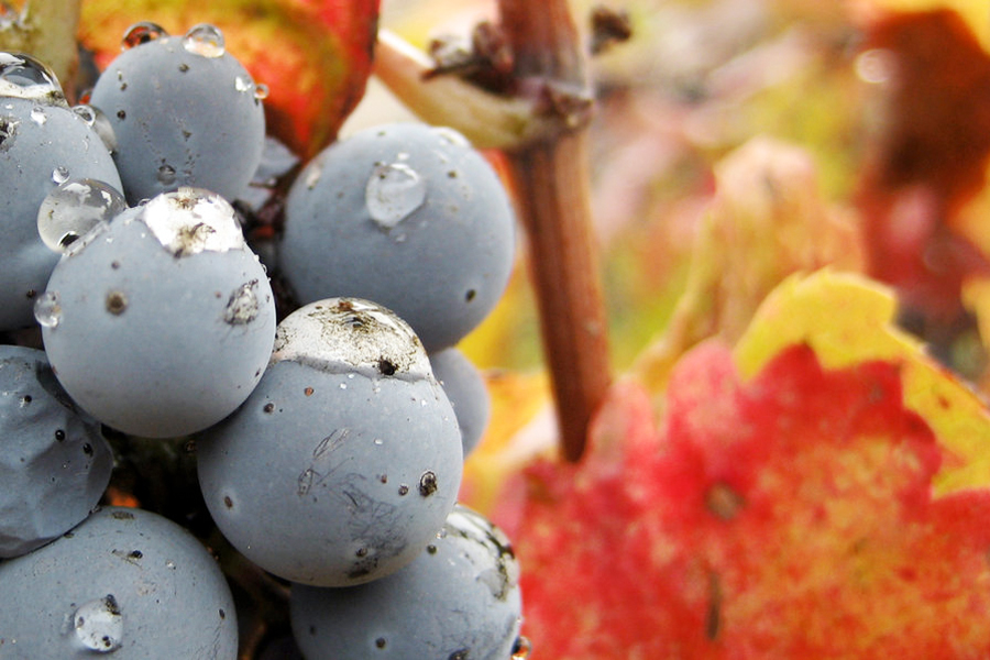 Merlot wine Grapes fall autumn winter