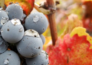 Merlot wine Grapes fall autumn winter