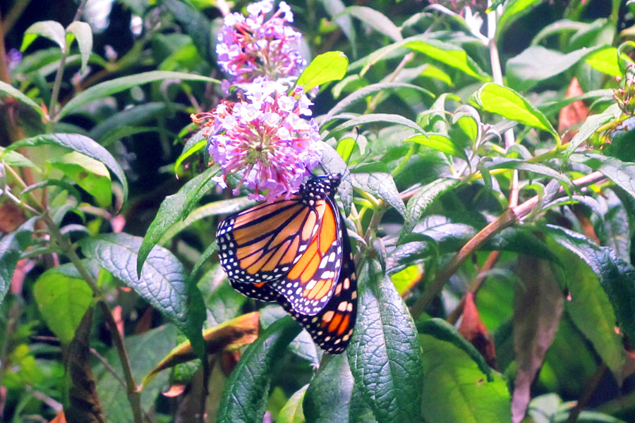 Monarch butterfly at Long Island Aquarium