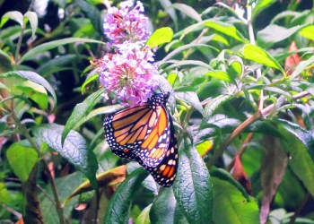 Monarch butterfly at Long Island Aquarium