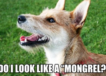Mongrel Meme