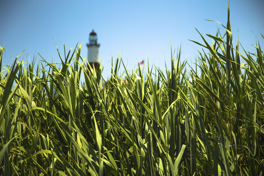 Montauk's foliage has a long and storied history