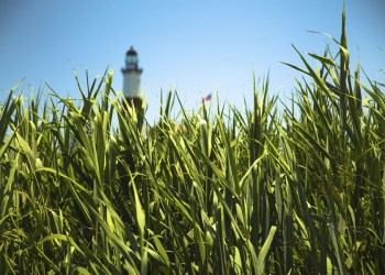 Montauk's foliage has a long and storied history