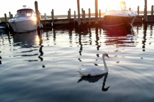 Swan in the water - marina