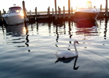Swan in the water - marina