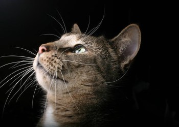 Monte Farber's Cat Zane