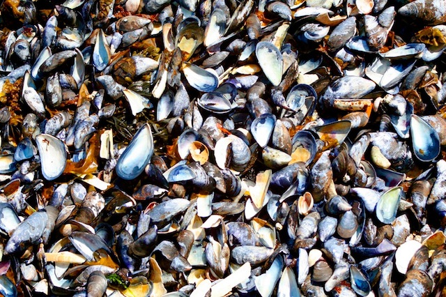Mussels from a Shell