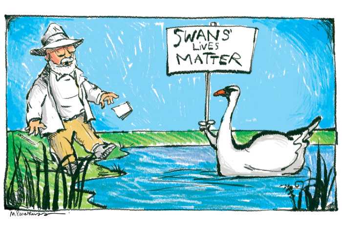 Mute swan cartoon by Mickey Paraskevas
