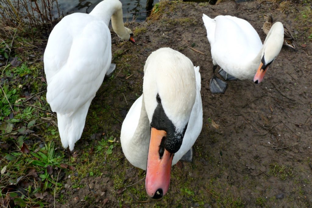 Mute swans.