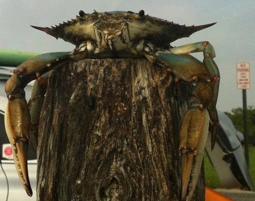 Crab on pier, photo by Kelly Laffey