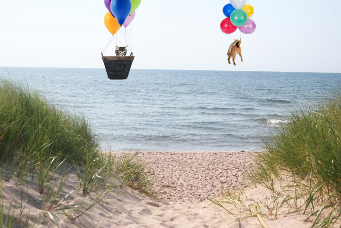 New Cat Float Hamptons