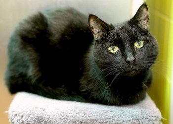 Nick the black cat at ARF