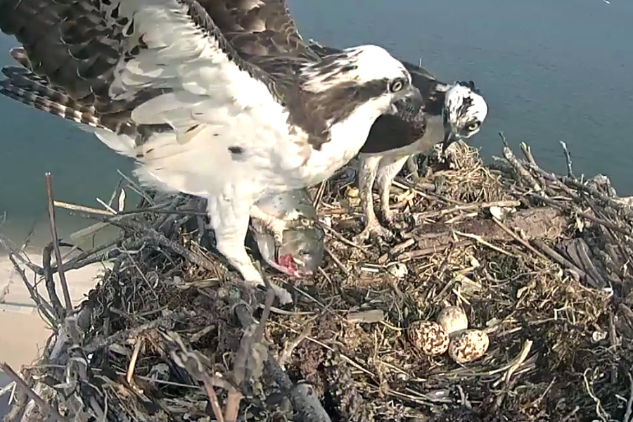 George and Gracie and their eggs