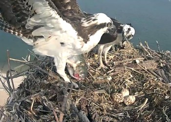 George and Gracie and their eggs