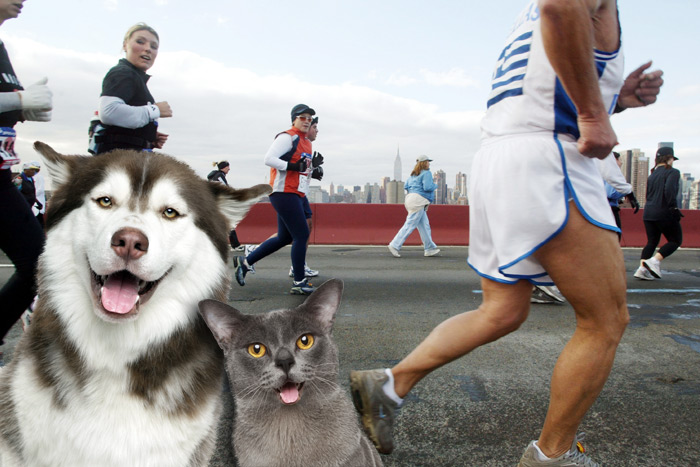 North Shore Animal League raised money at the 2015 NYC Marathon