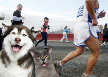 North Shore Animal League raised money at the 2015 NYC Marathon