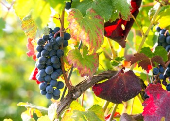 Grapes in the October sun