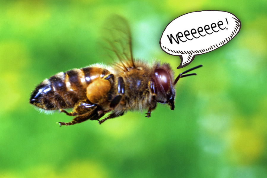 odd bee-havior
