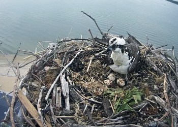 Osprey at OspreyZone.com