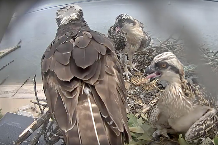 From the OspreyZone.com Live Feed