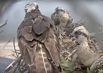 From the OspreyZone.com Live Feed