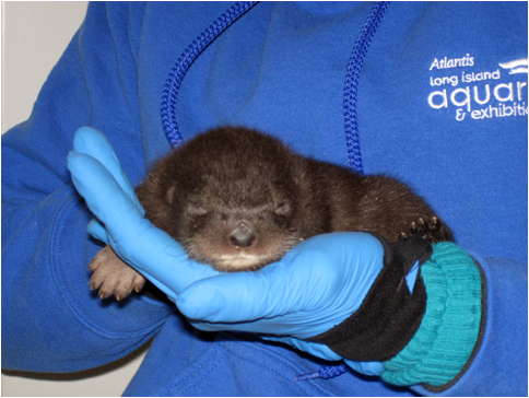 Otter baby