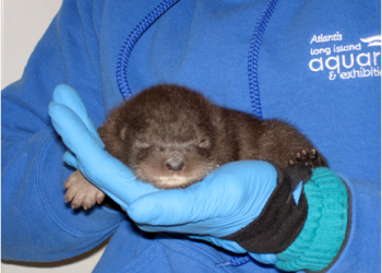 Otter baby