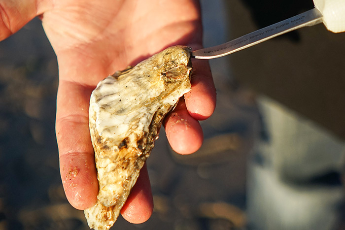 Oysters provide food and help the marine habitat