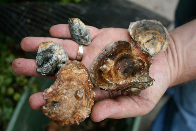 Oysters Shellfish