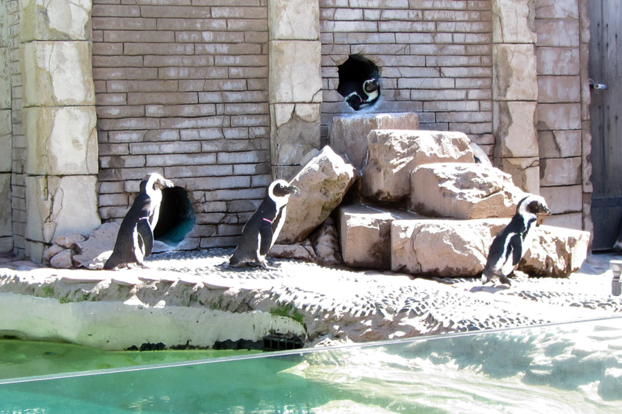 Penguins at the Long Island Aquarium