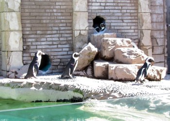 Penguins at the Long Island Aquarium