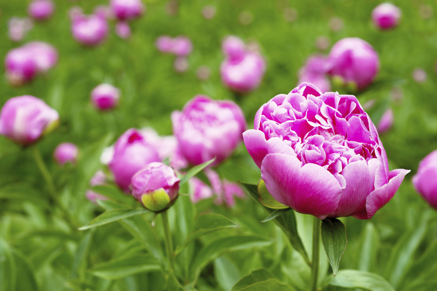 Prep your peonies for next year!