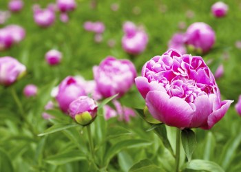 Prep your peonies for next year!