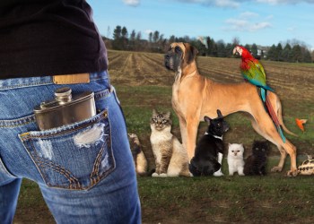 Sheltered Islander - animal shelter driven to drink