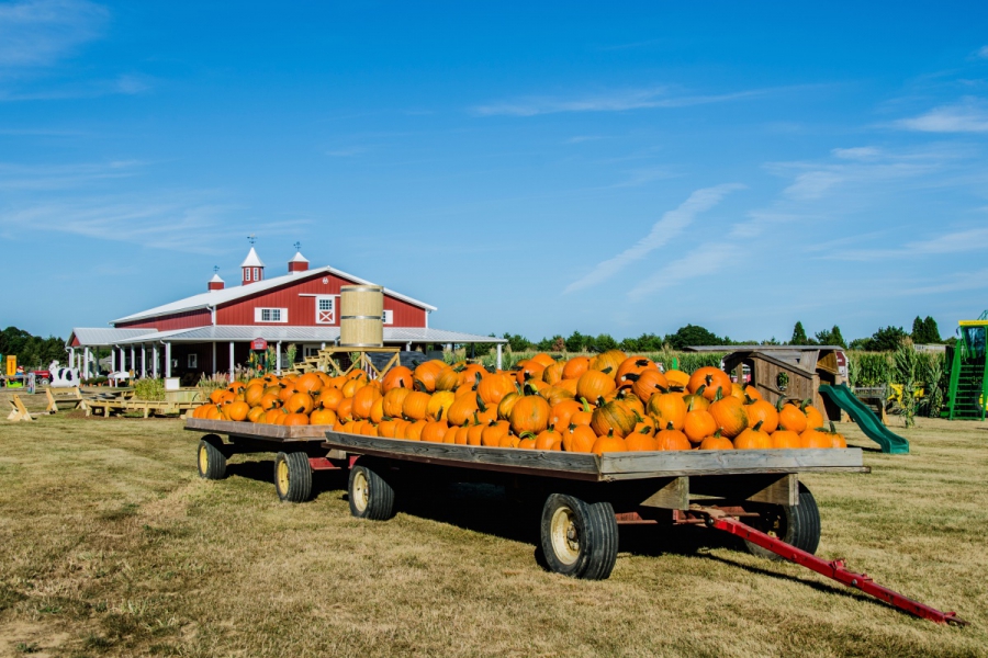 Hank's Pumpkintown in Water Mill.