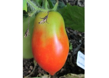 Photo by Stacy Dermont