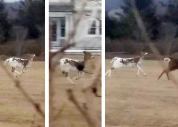 Spot the Piebald Deer gets moving in Bridgehampton