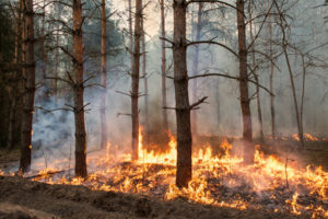 Pine Barrens Fire
