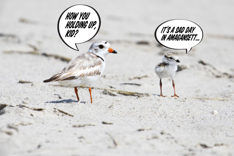 A piping plover docent counsels a distraught youngster