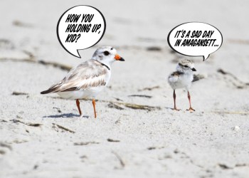 A piping plover docent counsels a distraught youngster