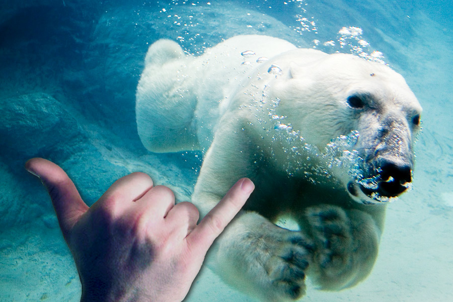 Polar Bear Plunge Surfer