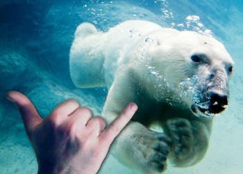Polar Bear Plunge Surfer