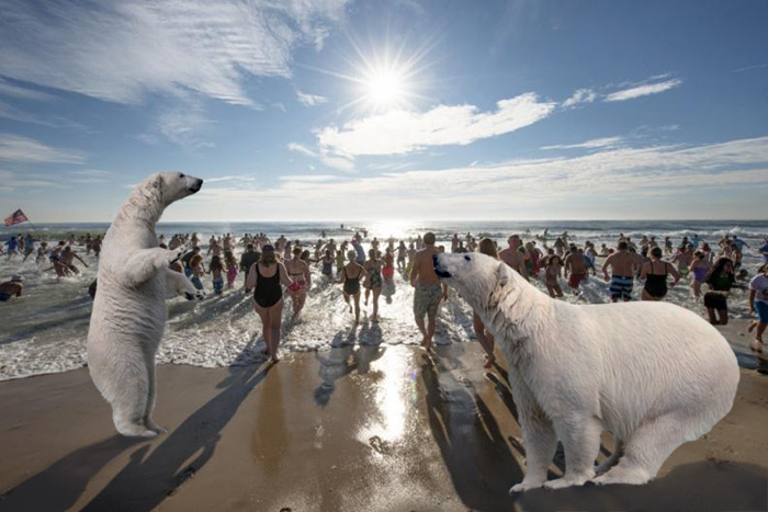 Polar bears at the polar bear plunge
