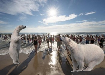Polar bears at the polar bear plunge