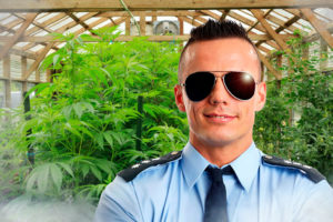 Hamptons Police marijuana research begins!