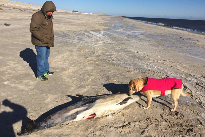 William Nelson and Gracie examine a dead dolphin off Road K in Hampton Bays