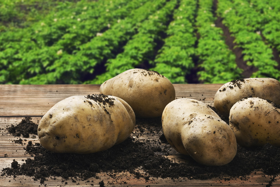 Celebrate the mighty spud at the Long Island Potato Festival this weekend