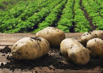 Celebrate the mighty spud at the Long Island Potato Festival this weekend