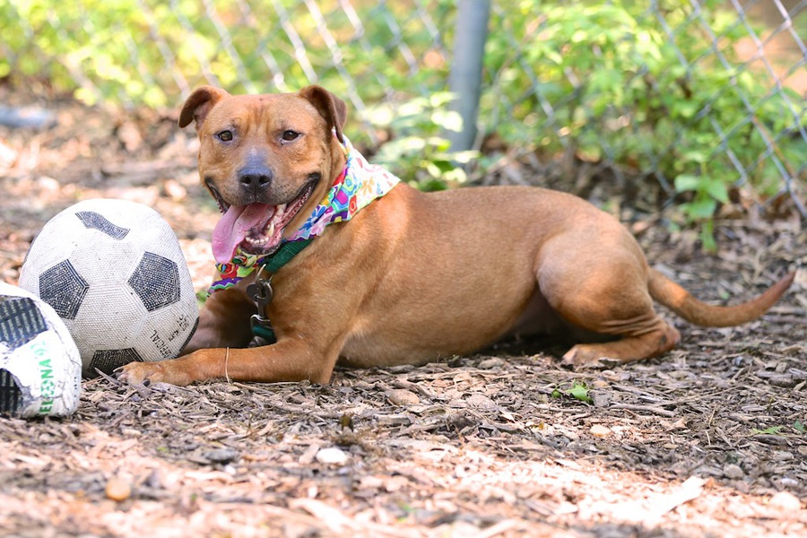 ARF says Pretty Girl the Pit Bull is ready to adopt after dog fighting rescue