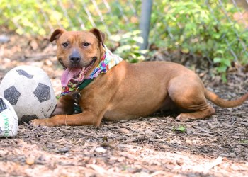 ARF says Pretty Girl the Pit Bull is ready to adopt after dog fighting rescue